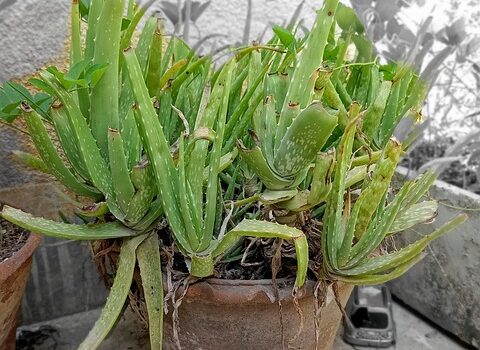 Aloe Vera Plant in Big Pot