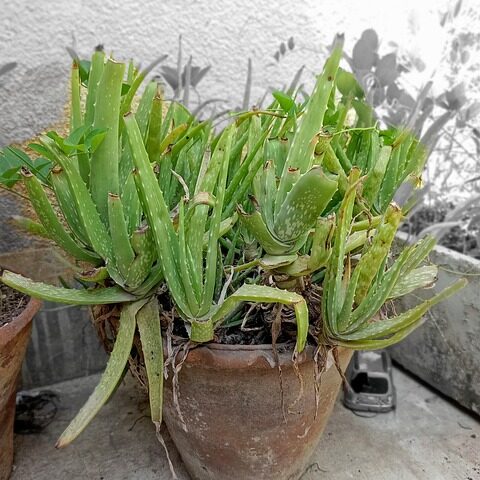 Aloe Vera Plant in Big Pot